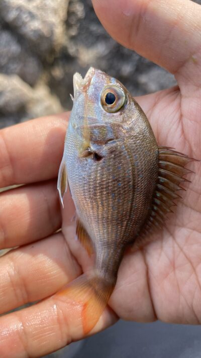 濵野芳純の夏休みの画像